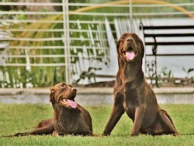 Hotel Lagoon - Pet Friendly Subteniente Lopez