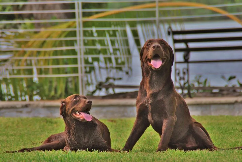 Hotel Lagoon - Pet Friendly Subteniente Lopez Mexiko
