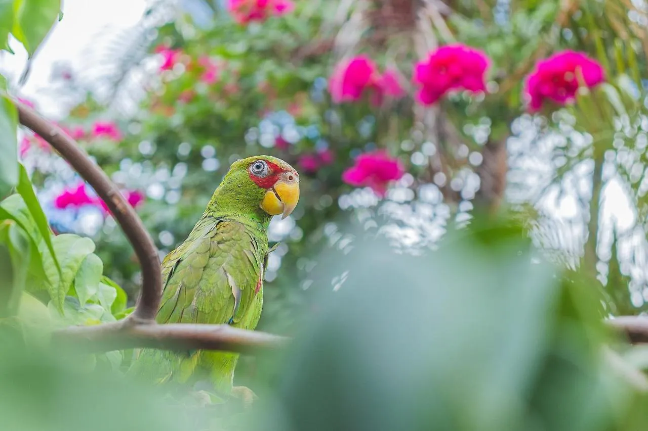 Hotel Lagoon - Pet Friendly Chetumal Mexico